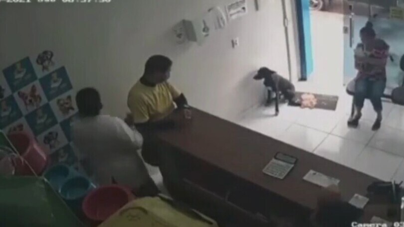 Cane randagio ferito va da solo dal veterinario: il video è dolcissimo