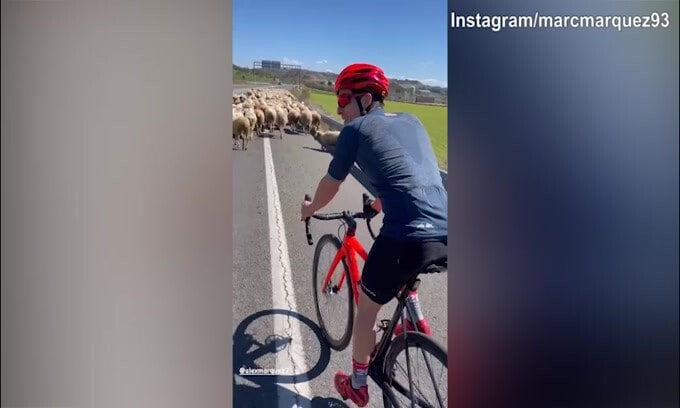 Marc Marquez si allena, ma....le pecore bloccano tutto!