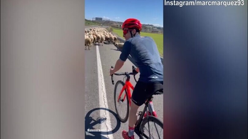 Marc Marquez si allena, ma....le pecore bloccano tutto!