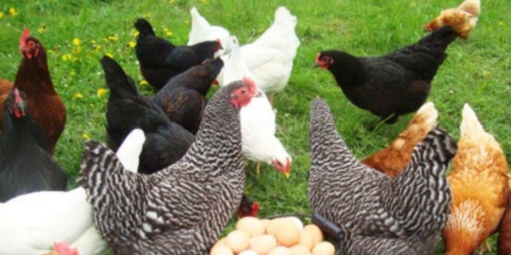 Carro armato colpisce azienda di galline: indaga la Procura