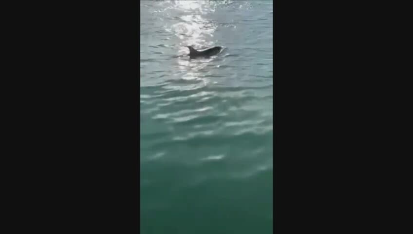 Che sorpresa sul Canal Grande: a Venezia tornano i delfini