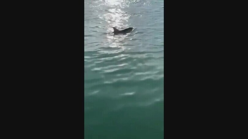 Che sorpresa sul Canal Grande: a Venezia tornano i delfini