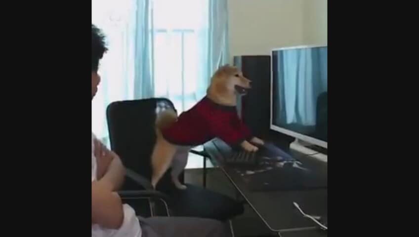 Il cane si diverte coi videogiochi fino a quando... non butta tutto all'aria
