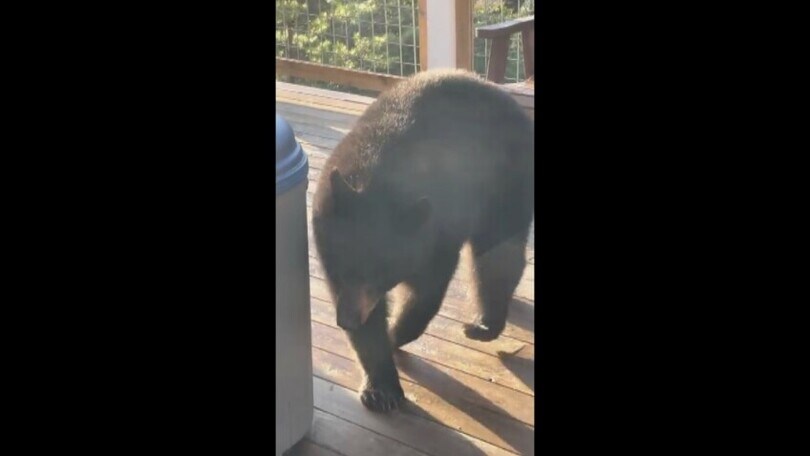Sorpresa: c’è un orso nella vasca idromassaggio in giardino!