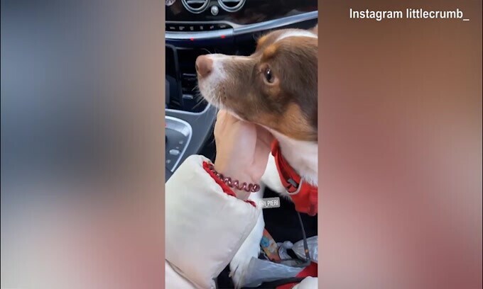 Elisabetta Canalis al cane: "Cosa ti è piaciuto dell'Italia?"