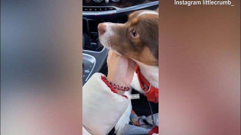 Elisabetta Canalis al cane: "Cosa ti è piaciuto dell'Italia?"
