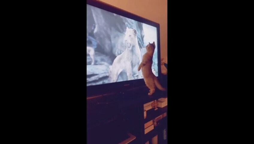 C’è il Re Leone in tv, il gattino non resiste ma all’improvviso...
