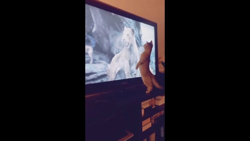 C’è il Re Leone in tv, il gattino non resiste ma all’improvviso...