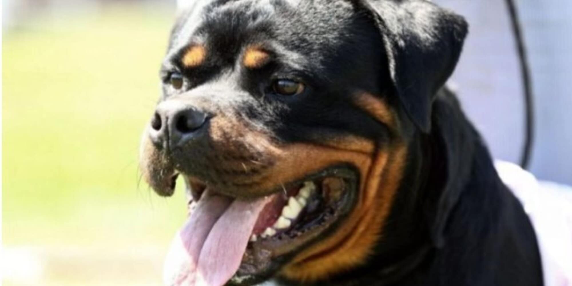 Cani, ecco le razze più intelligenti: tutte le loro caratteristiche