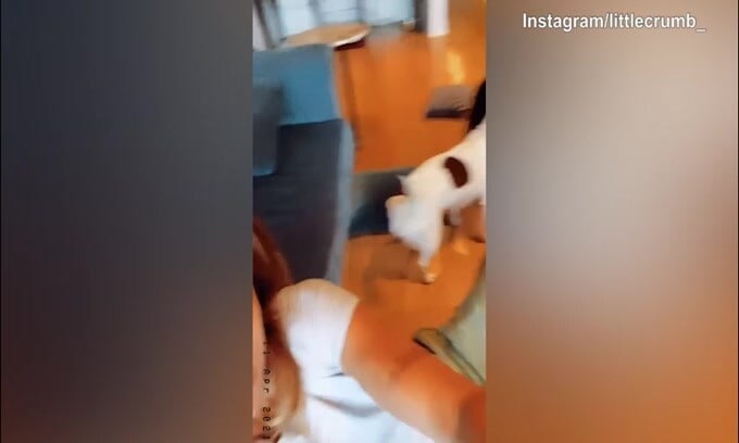 La casa della Canalis si trasforma in un...canile!