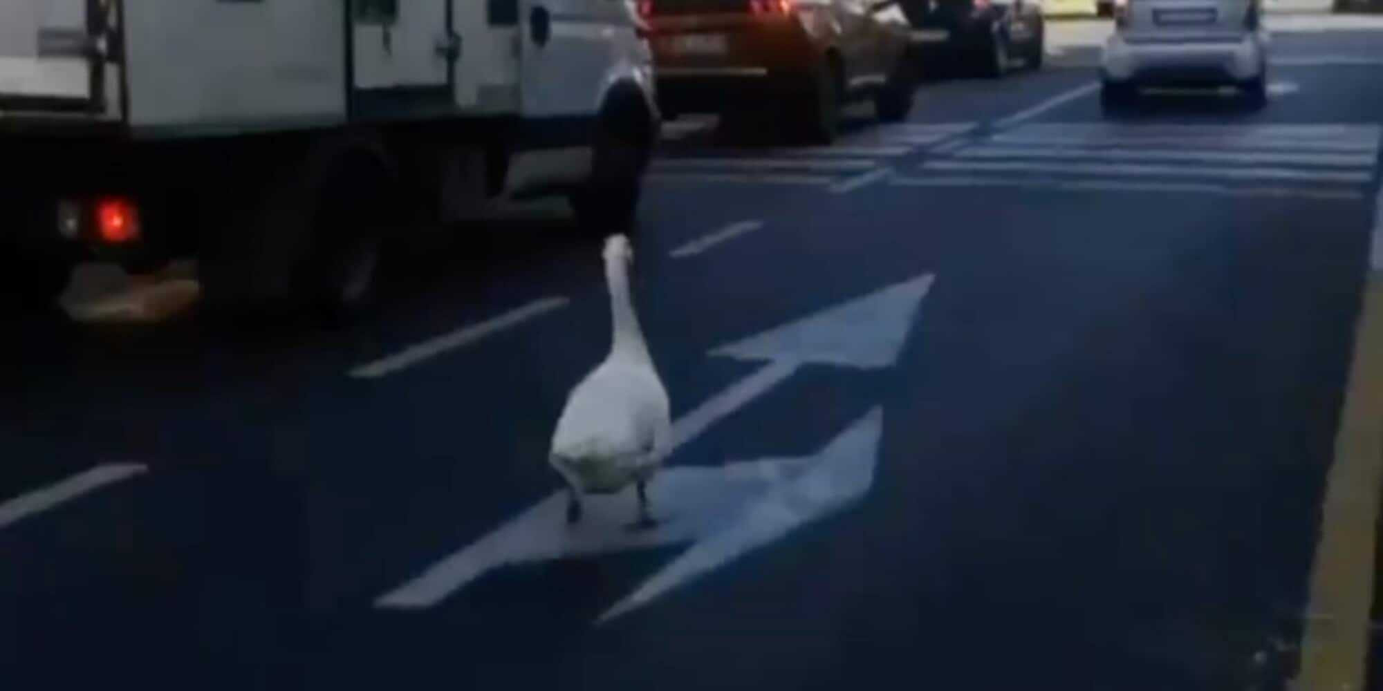 Roma, nel traffico di viale Togliatti spunta all'improvviso... un’oca VIDEO