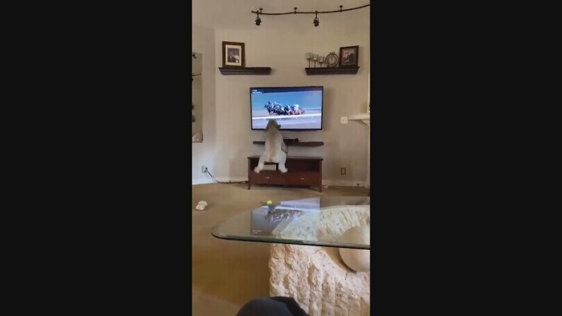Il cagnolino si dà all’ippica: non resiste ai cavalli