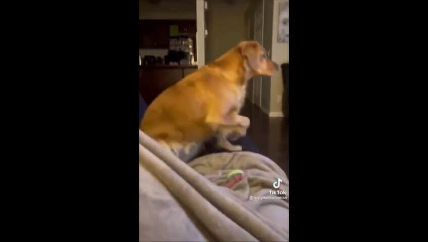 Che paura Darth Vader! Questo cagnolone è terrorizzato