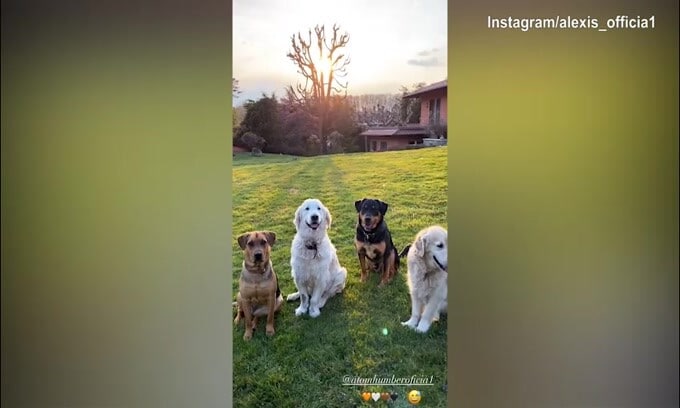 Inter, pomeriggio in compagnia dei cani per Sanchez