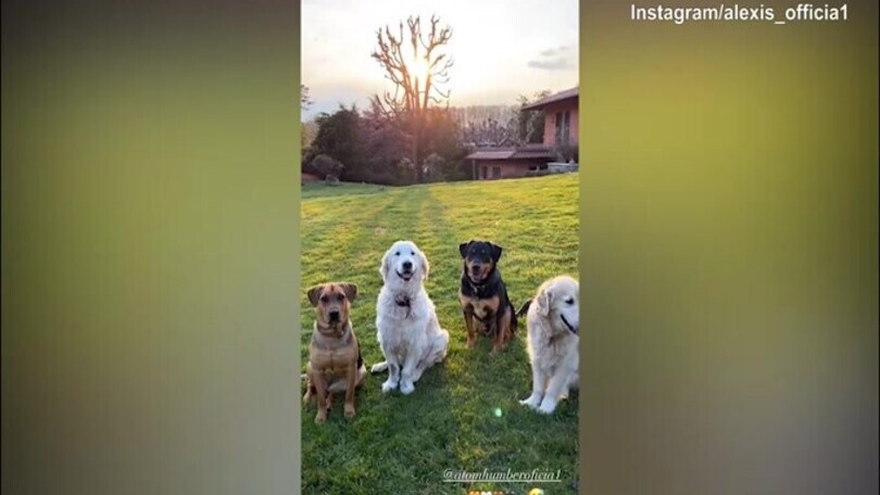 Inter, pomeriggio in compagnia dei cani per Sanchez