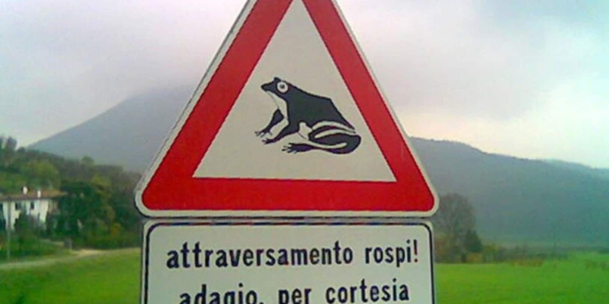 Attraversamento rane, in Estonia strade chiuse per tutelare la migrazione
