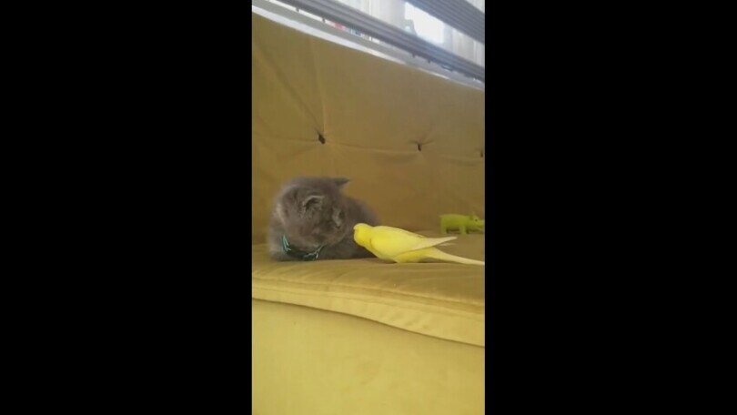 Il pappagallino vuole fare amicizia col gattino timido: il video è tenerissimo!