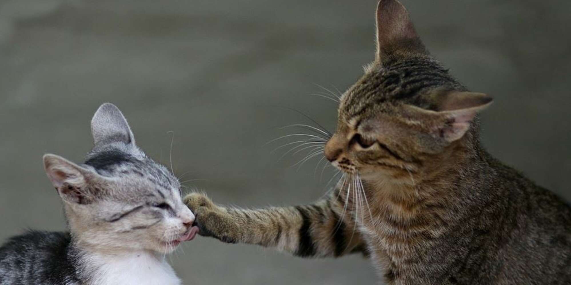 Covid, due gatti contagiati dai padroni nel Regno Unito: uno è morto