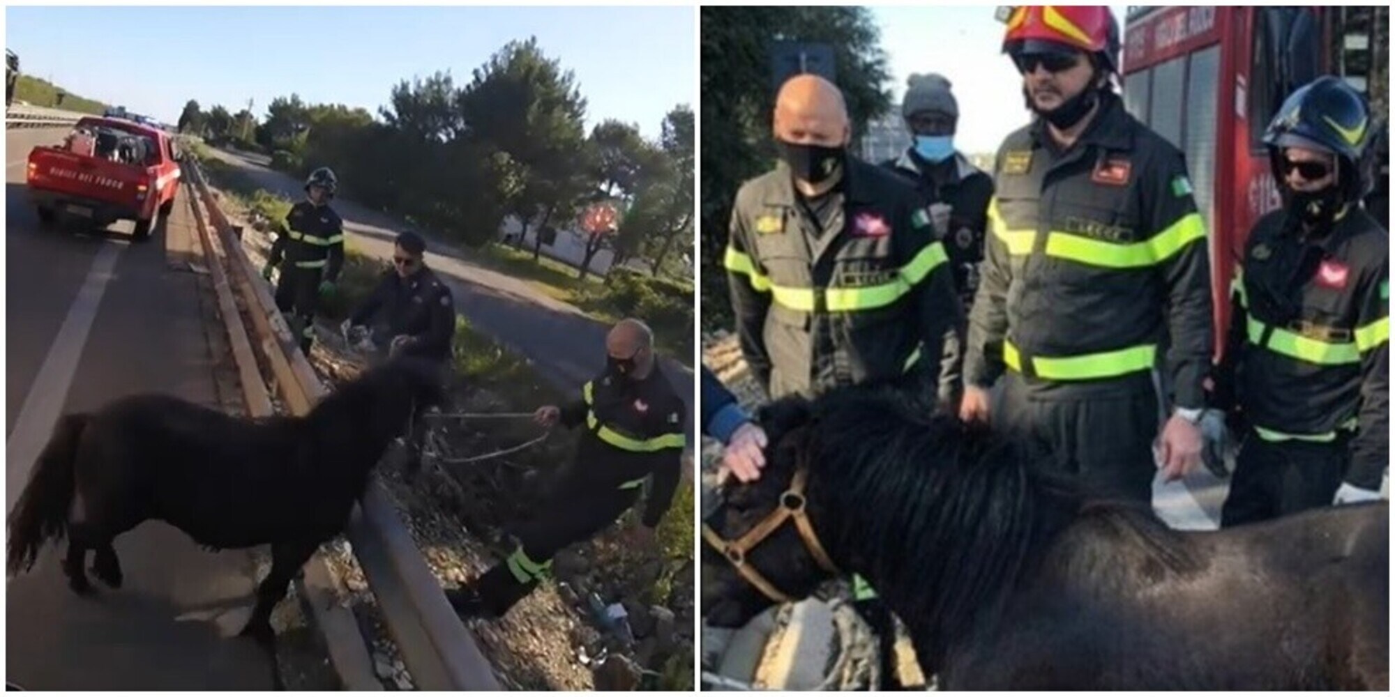 Pony al galoppo sulla statale, panico tra gli automobilisti