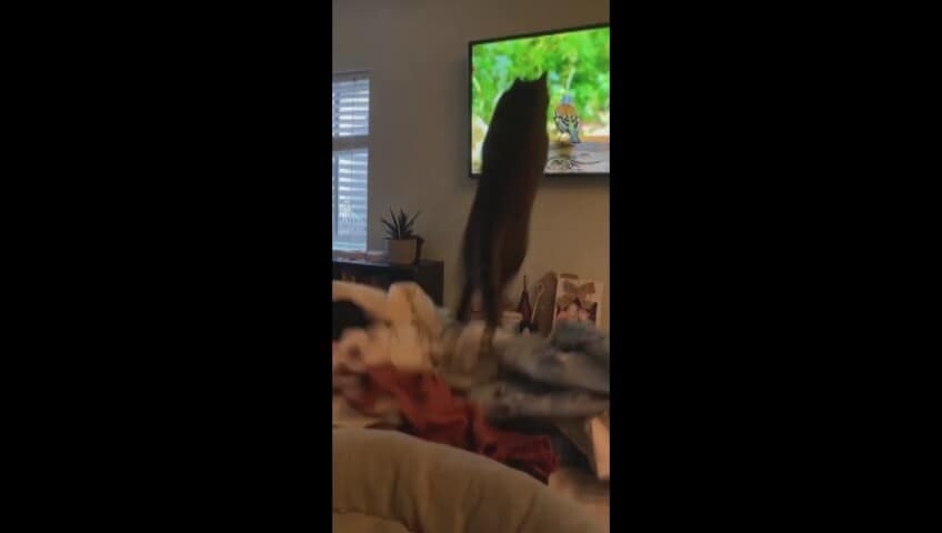 Più veloce di un ninja: il gatto attacca l’uccellino... solo che è in tv!