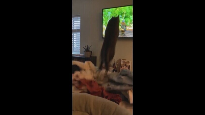 Più veloce di un ninja: il gatto attacca l’uccellino... solo che è in tv!