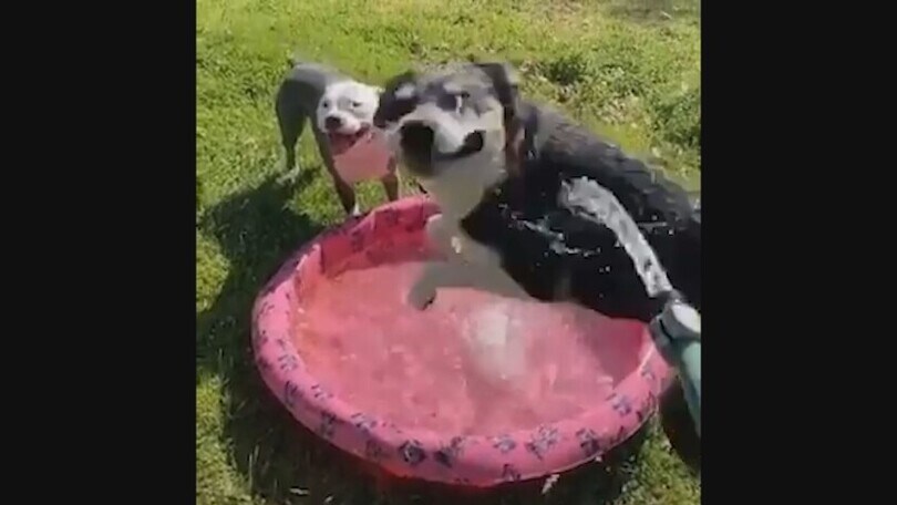 Ci sono due tipi di cani al mondo: il video è tutto da ridere