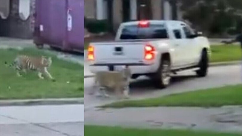 Il ricercato fugge dalla polizia con una tigre: il video da non credere!