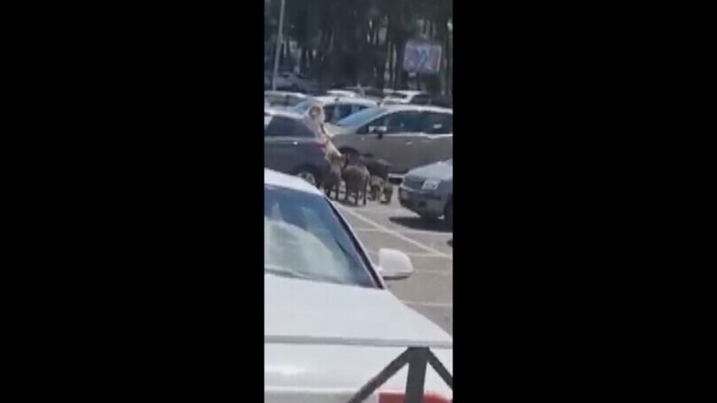 Cinghiali affamati rubano la spesa ad una signora