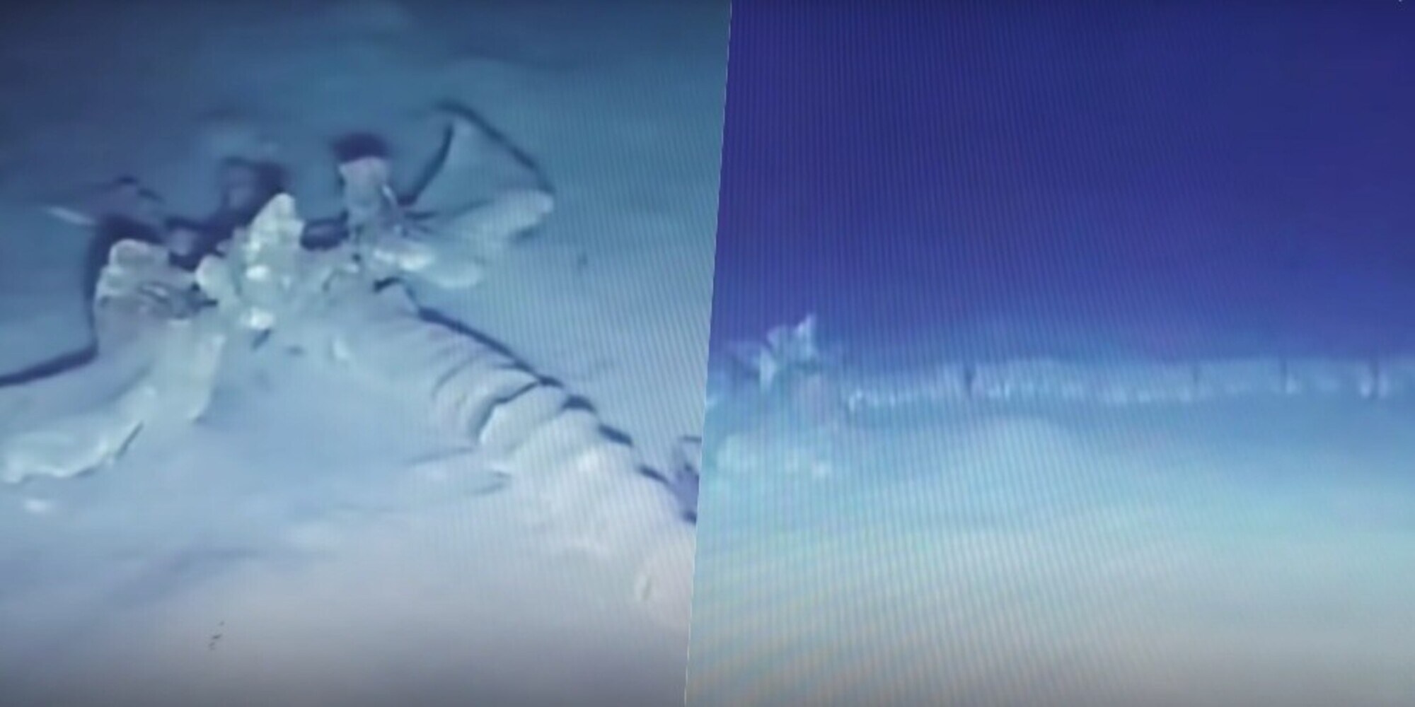 Trovato lo scheletro di un animale misterioso: "È un drago marino"