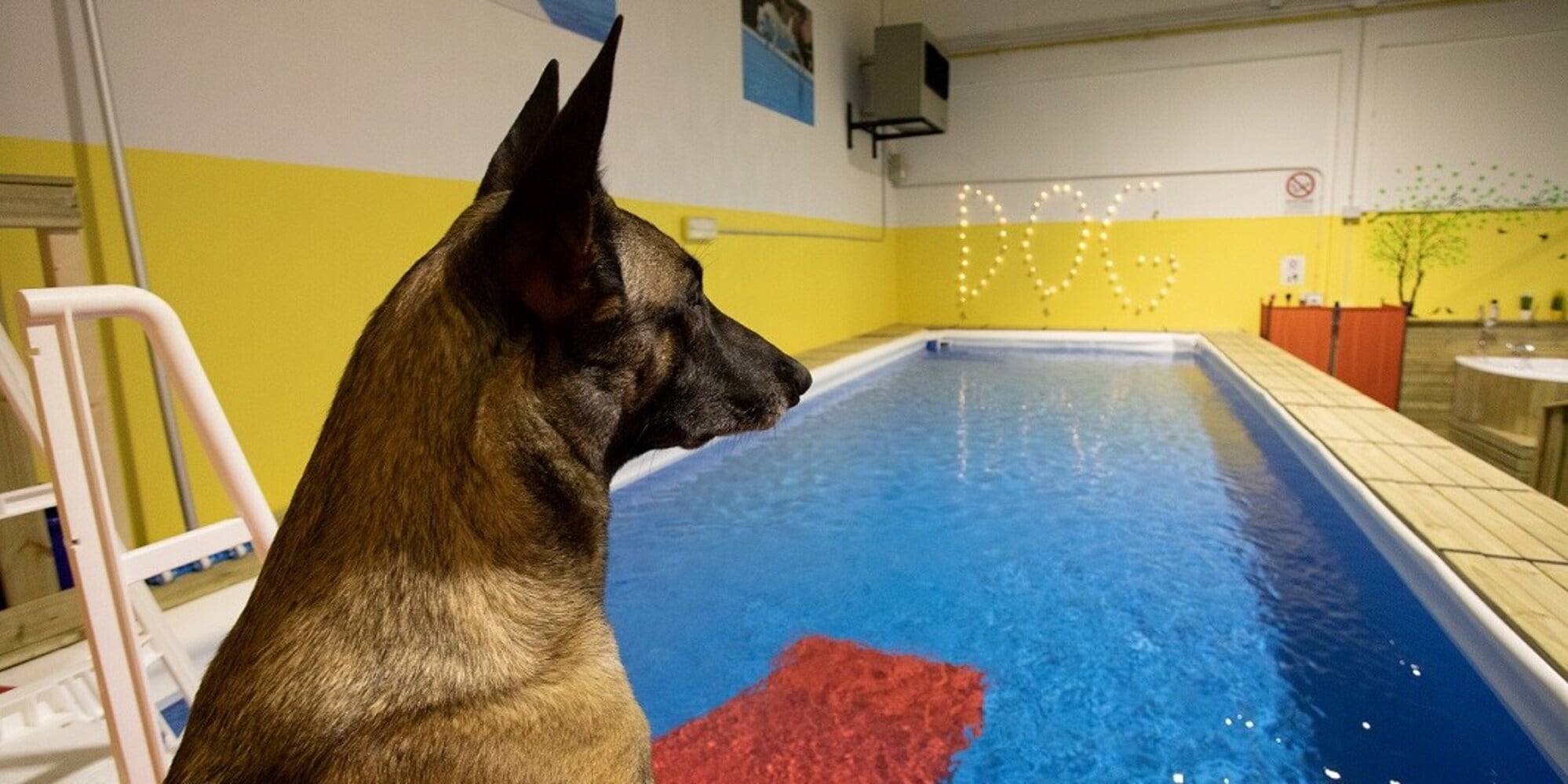A Bologna terme e attività sportive per i cani