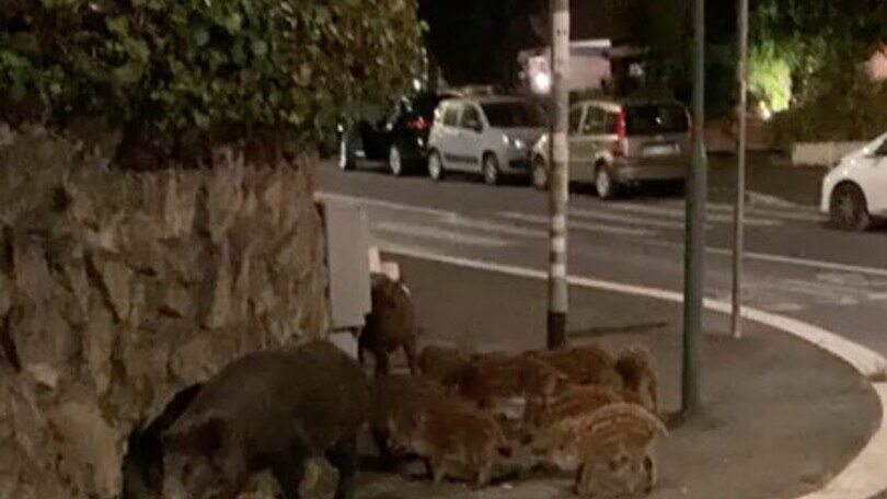 A Roma i cinghiali “Omaggiano” il ricordo ad Aldo Moro in Via Fani.