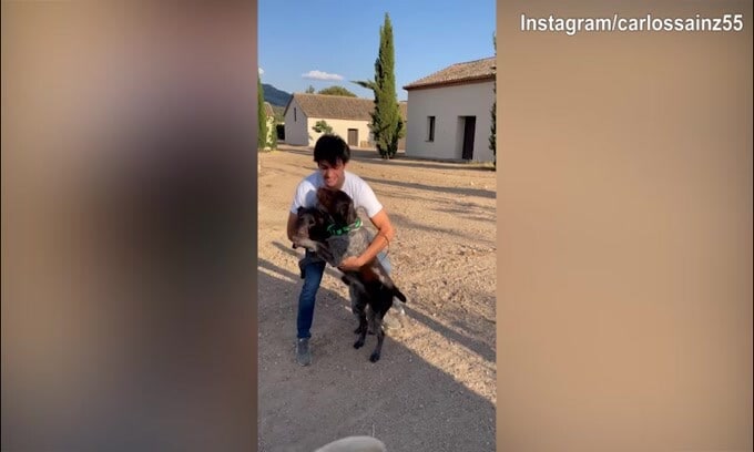 Che gioia per i cani, Carlos Sainz travolto dal loro affetto