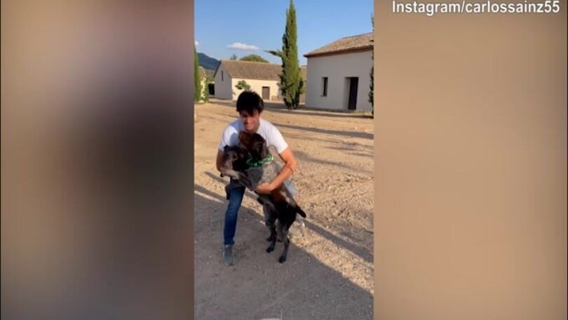 Che gioia per i cani, Carlos Sainz travolto dal loro affetto