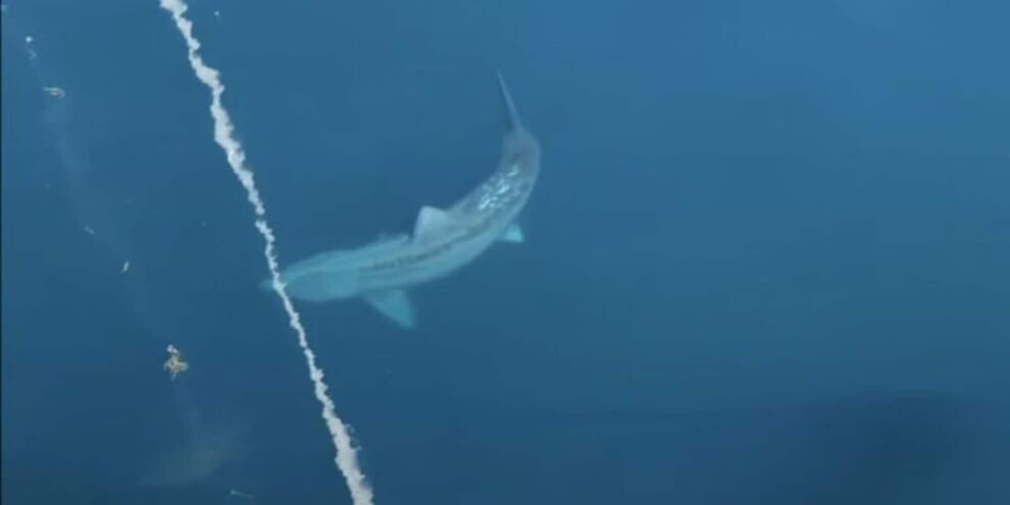 "C'è un megalodonte": il clamoroso avvistamento negli Stati Uniti