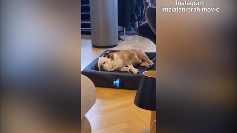 Ibra, non svegliare il can che dorme