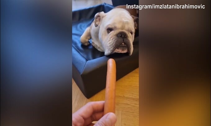 Ibra tremendo, nuovo scherzo al cane