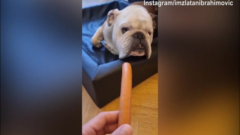 Ibra tremendo, nuovo scherzo al cane