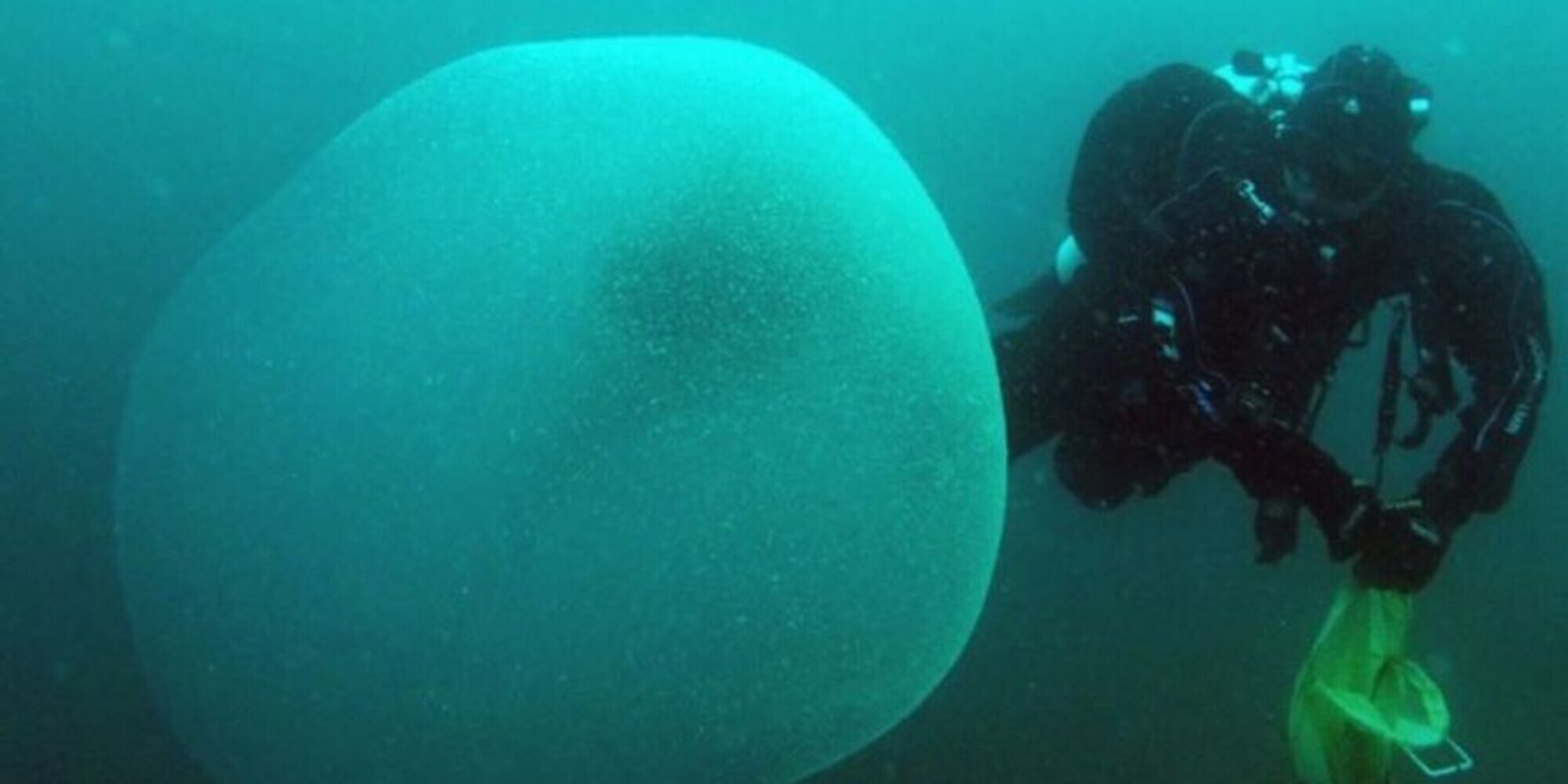 Maiorca, scoperte misteriose sfere gelatinose