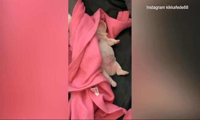 Federica Pellegrini, che affetto per i cuccioli!