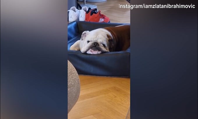 Ibra, ci risiamo! Lo svedese provoca il cane e lui...