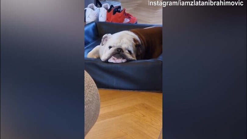 Ibra, ci risiamo! Lo svedese provoca il cane e lui...