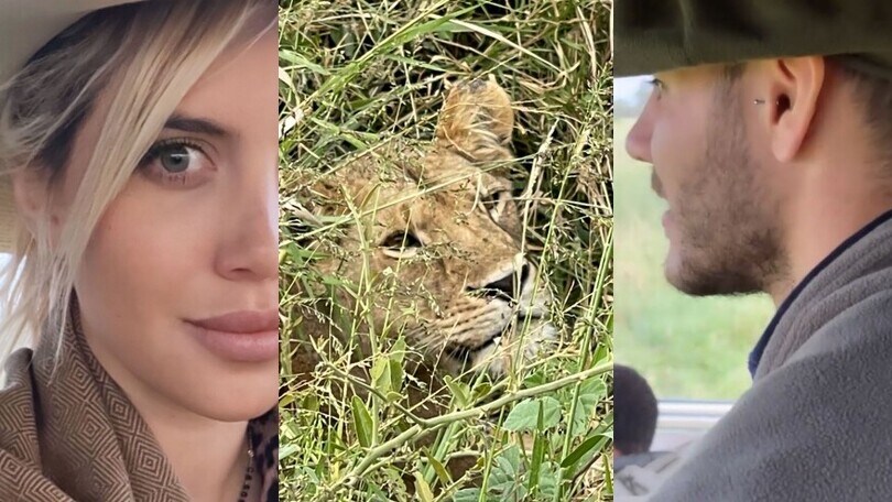 Wanda Nara e la leonessa: l'incontro ravvicinato in Africa