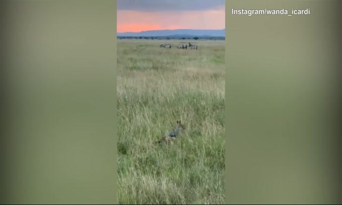 Wanda e Icardi, safari spettacolare in Tanzania