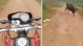 La mucca... All'improvviso