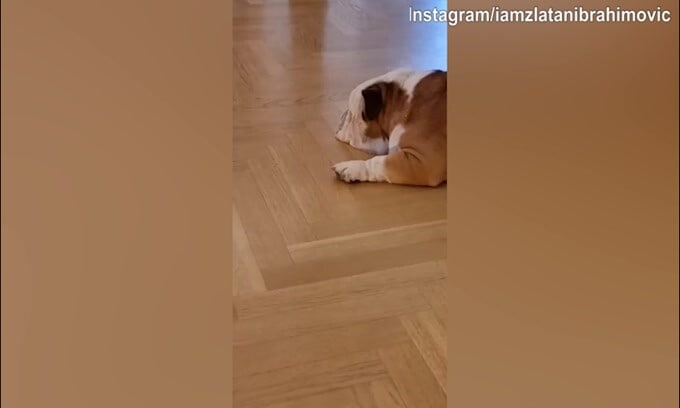 Ibra non si stanca, continua la provocazione al cane