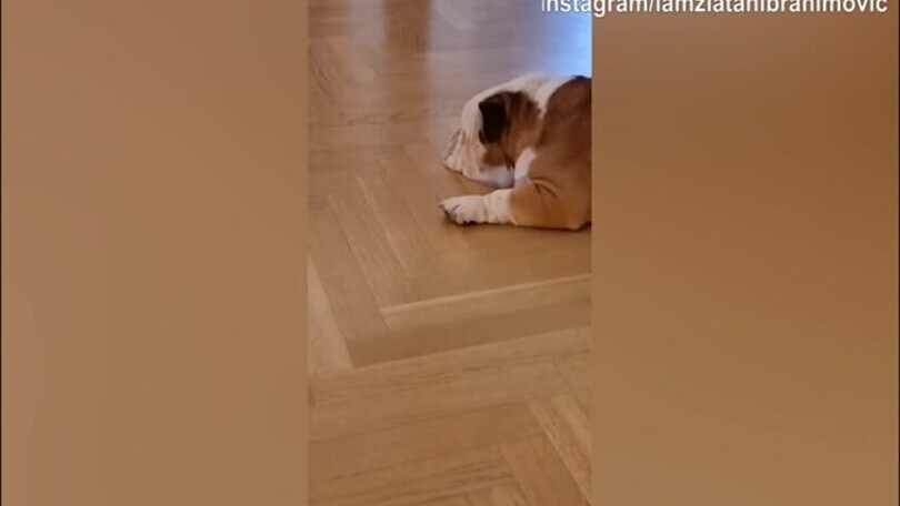 Ibra non si stanca, continua la provocazione al cane