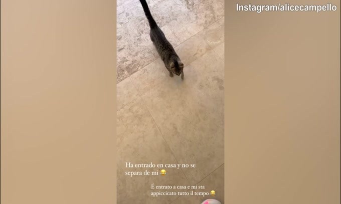 Alice, che succede? Un gatto entra in casa e non si separa..