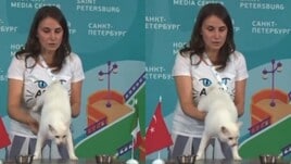 Altro che polpo Paul: Achille il gatto e il pronostico di Italia-Turchia