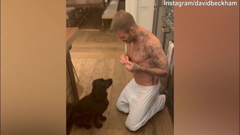 Beckham e le lezioni al cane