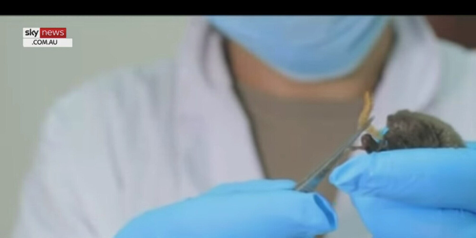 L'incubo Covid nato a Wuhan? Nel laboratorio c'erano pipistrelli vivi